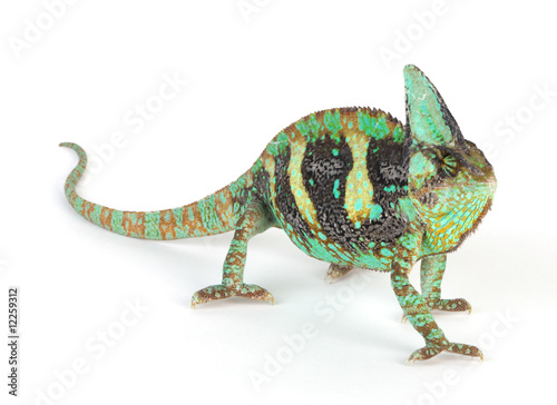 chameleon