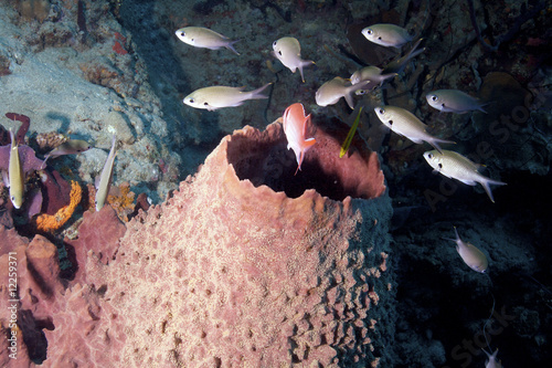 Caribbean underwater life