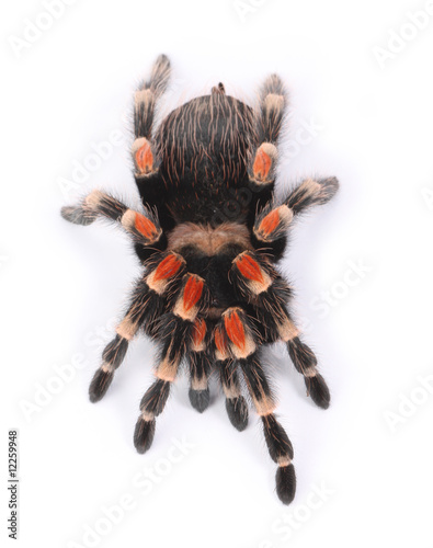 tarantula
