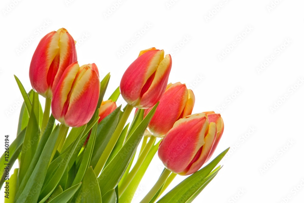 bouquet of red-yellow tulip close up on a white background bouquet of red-yellow tulip close up on a white background