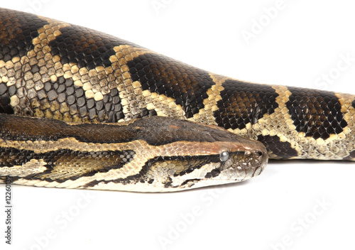 Burmese python