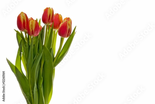 bouquet of red-yellow tulip on a white background