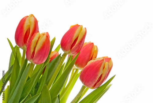 bouquet of red-yellow tulip close up on a white background