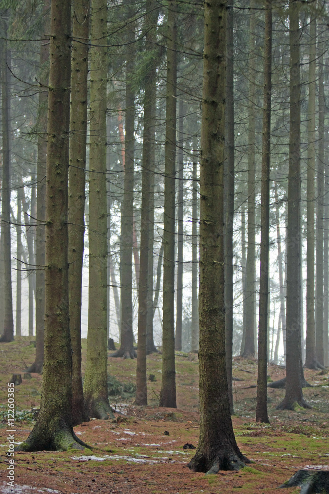 Obraz premium Wald