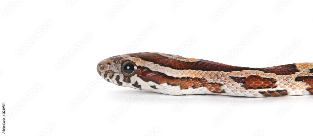 Fototapeta premium corn snake head