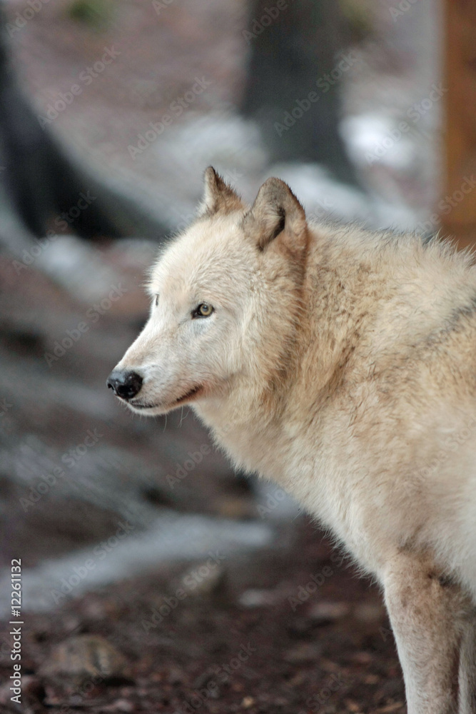 Obraz premium wolf