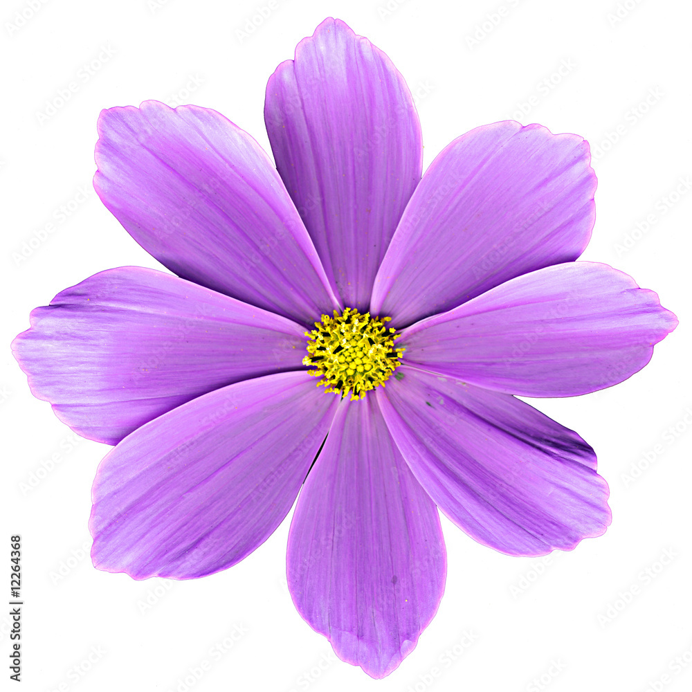 Obraz premium Cosmea