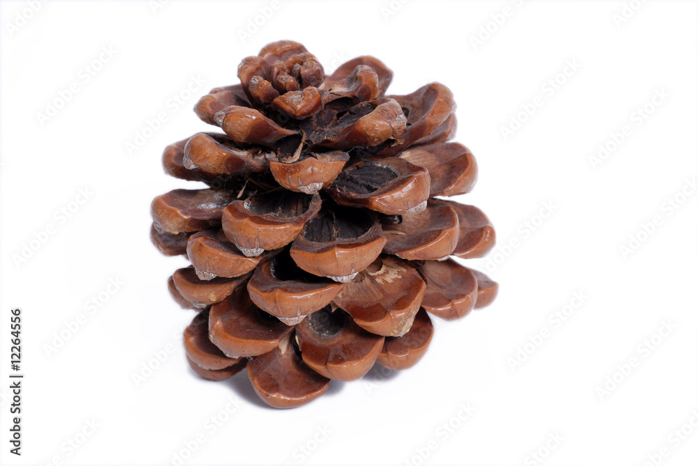 szyszka, cone szyszka, cone