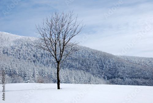 Wallpaper Mural winter tree lonely Torontodigital.ca