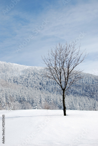 winter lonely tree