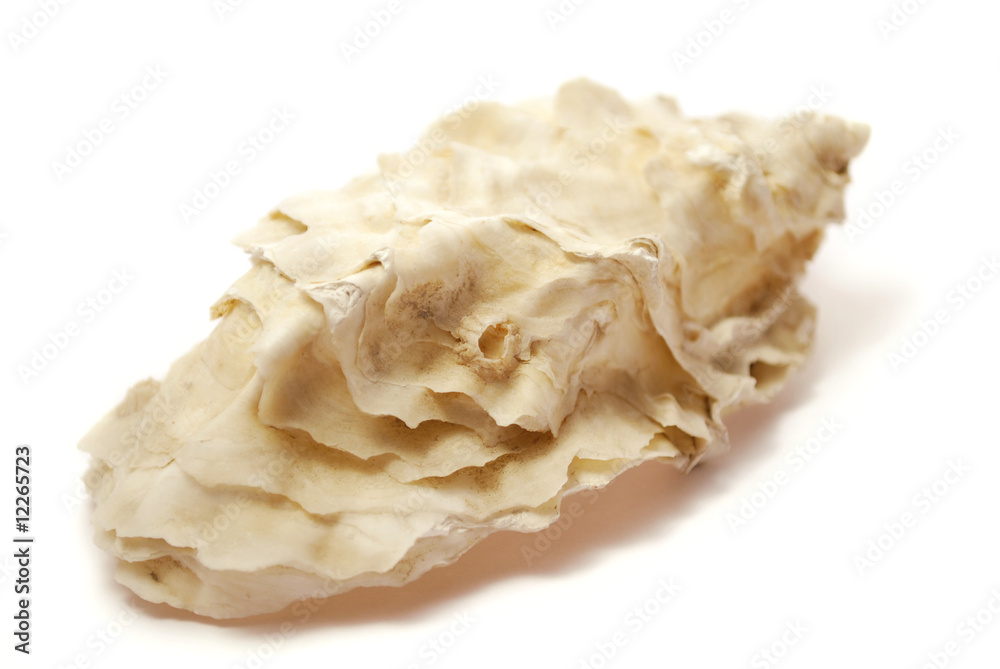 Fototapeta premium Muschelschale bizarr