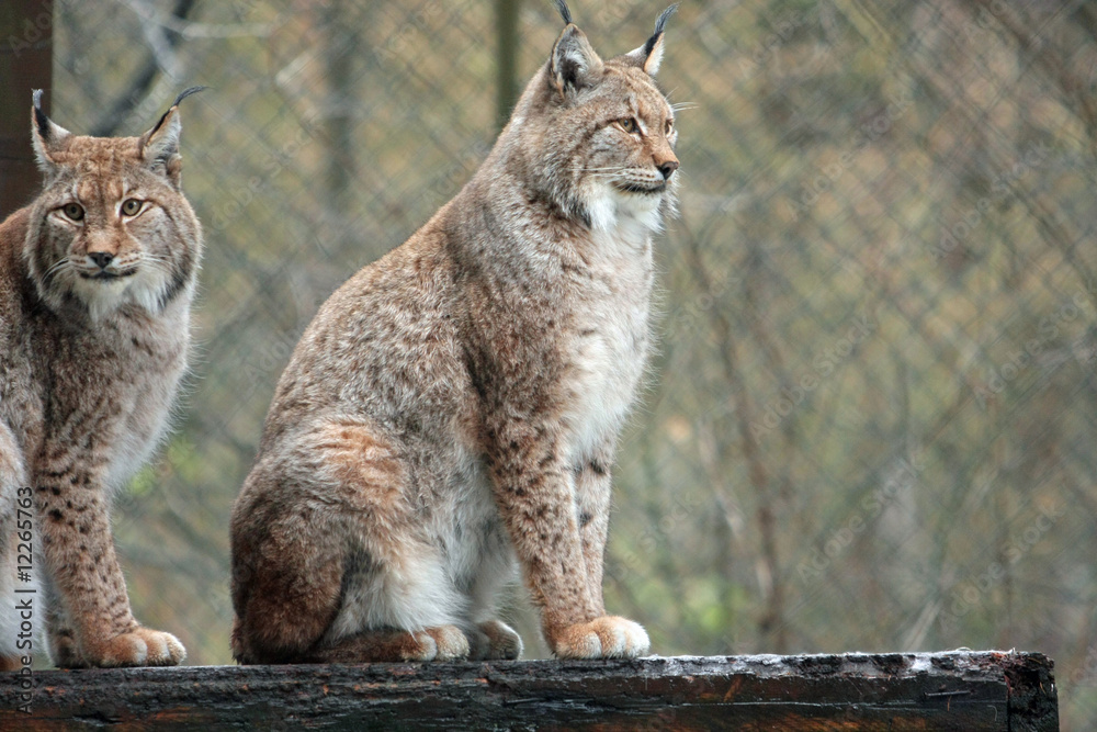Obraz premium Luchs