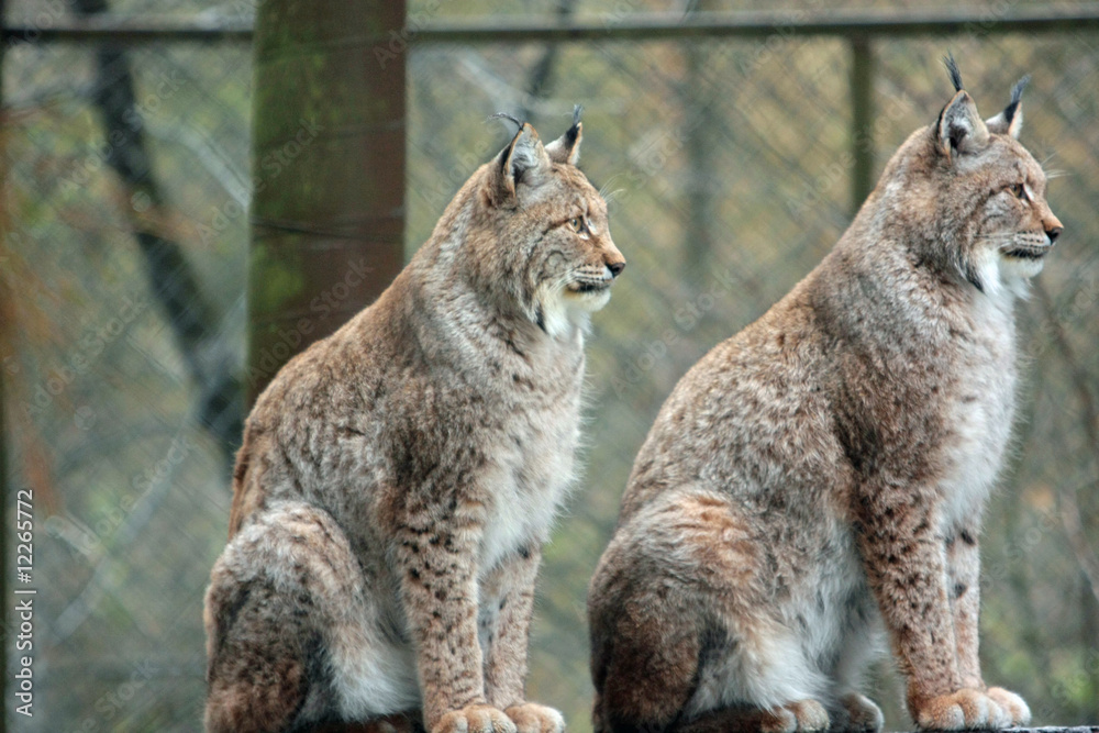 Obraz premium Luchs