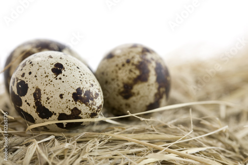 eggs laying on hay
