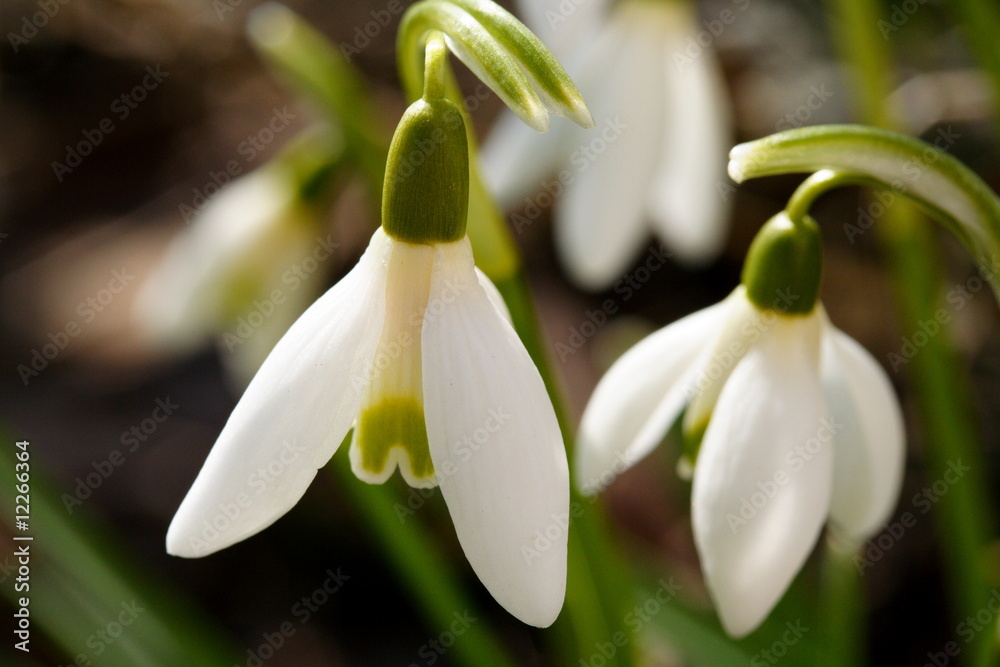 Schneeglöckchen Blüten Makro