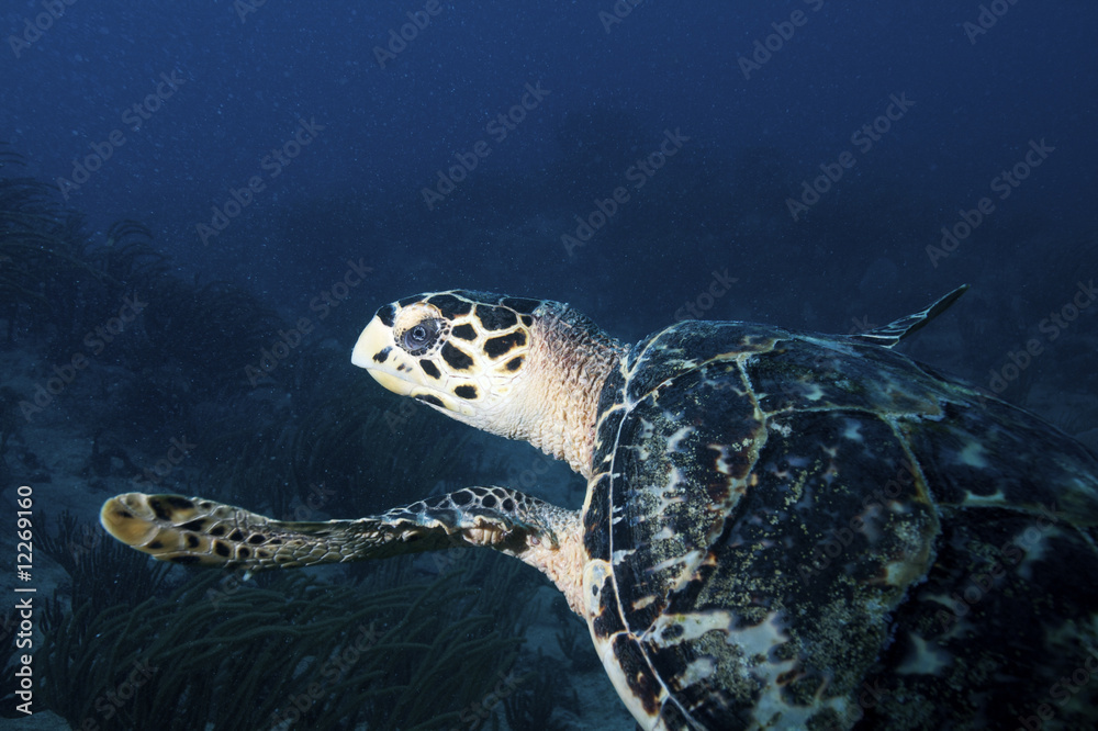 Obraz premium Caribean underwater life