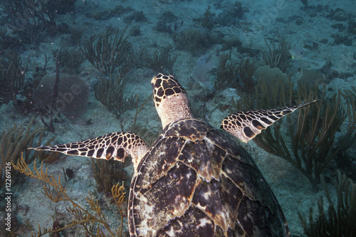 Caribean underwater life