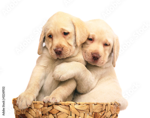 Puppies in a basket.