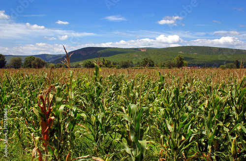 Campo de sorgo (Sorghum). México