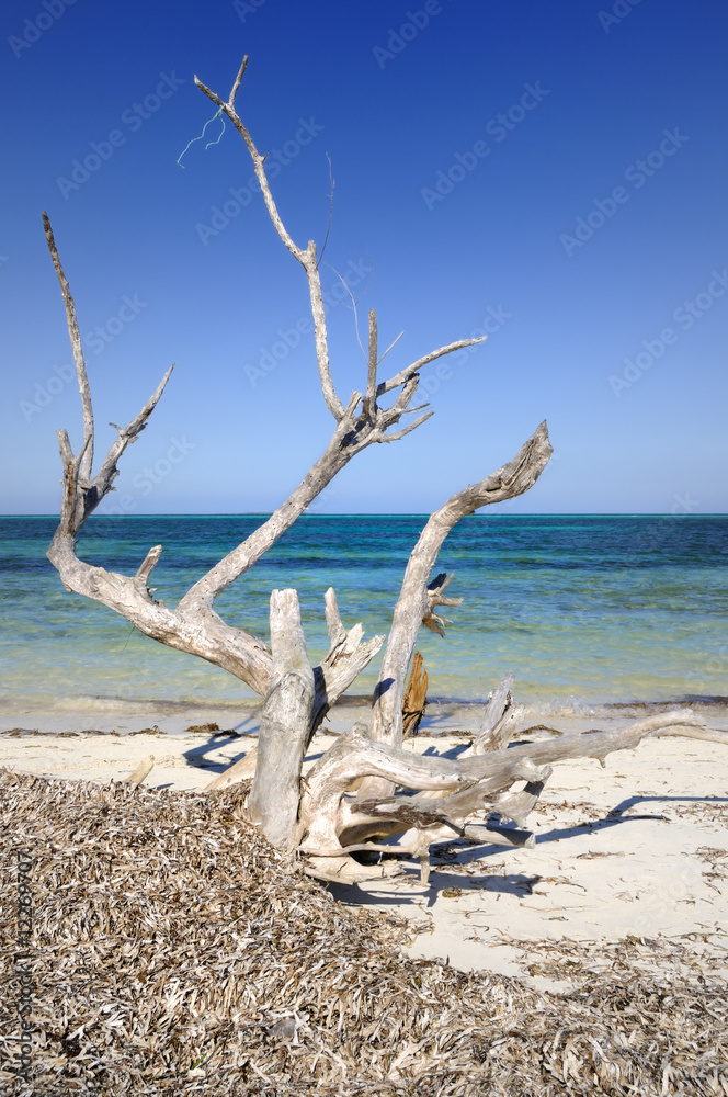 Dead tree by the ocean Dead tree by the ocean