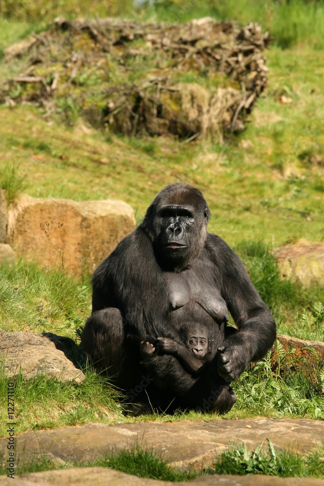 Gorilla holding baby in her arms
