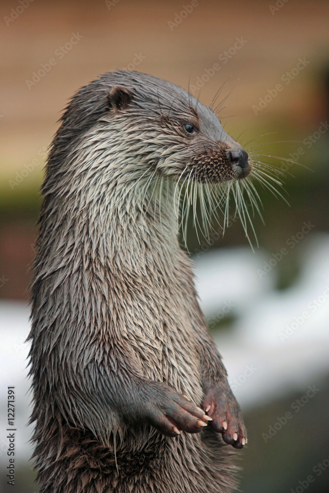 Otter