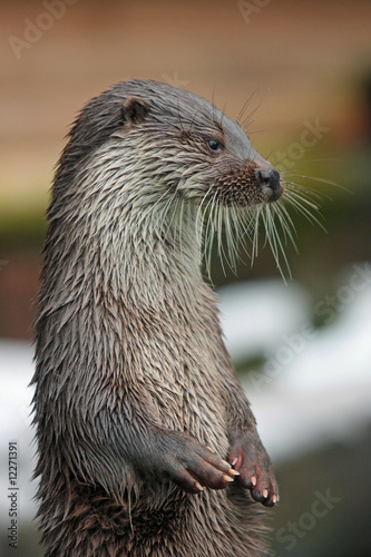 Otter