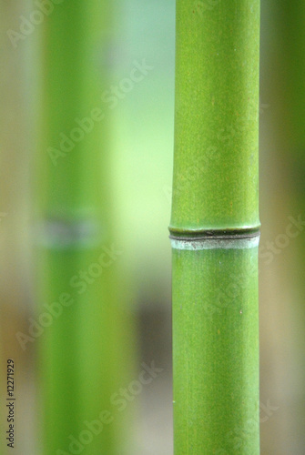 bambu 3