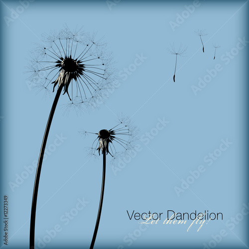 vector dandelion  all seeds are separate objects 