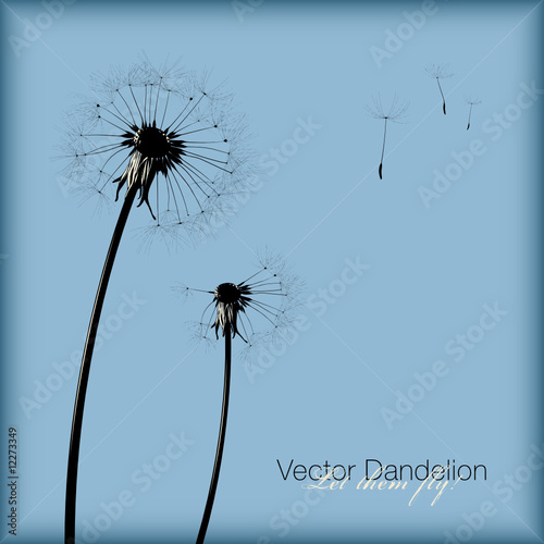 vector dandelion (all seeds are separate objects)