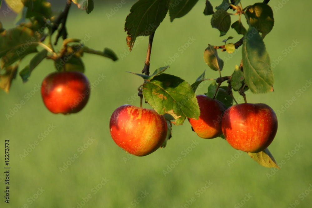 Apfelquartett
