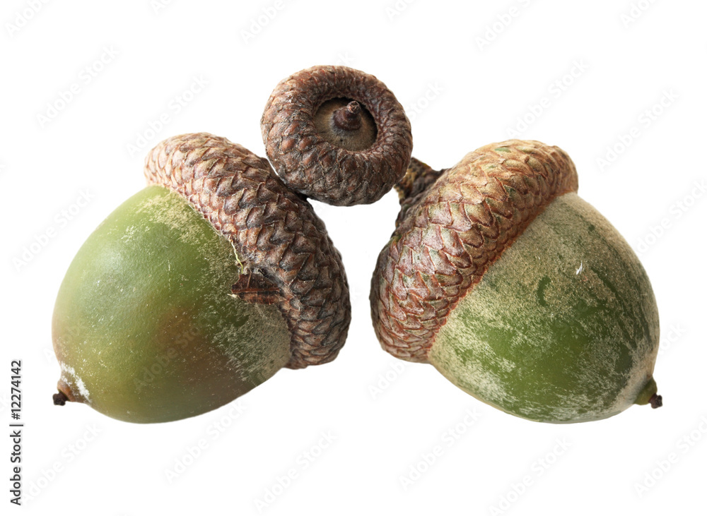 Acorns