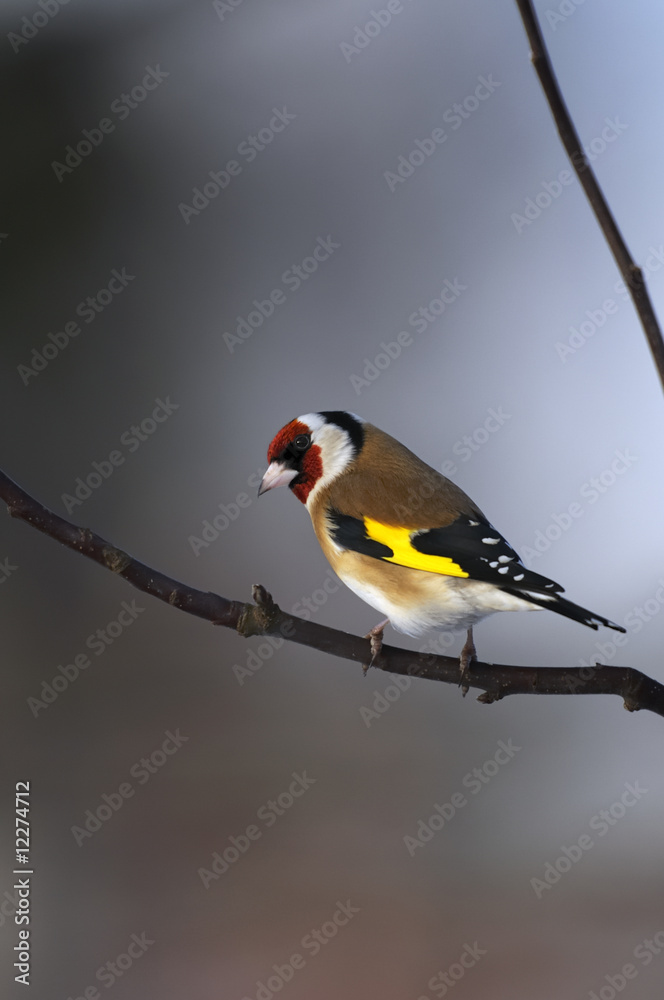 Fototapeta premium goldfinch portrait