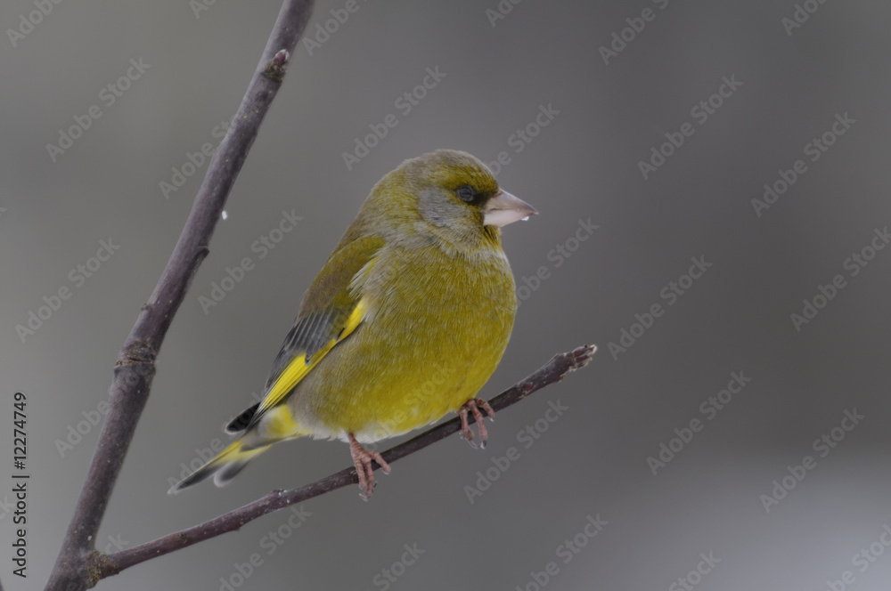 Obraz premium greenfinch portrait