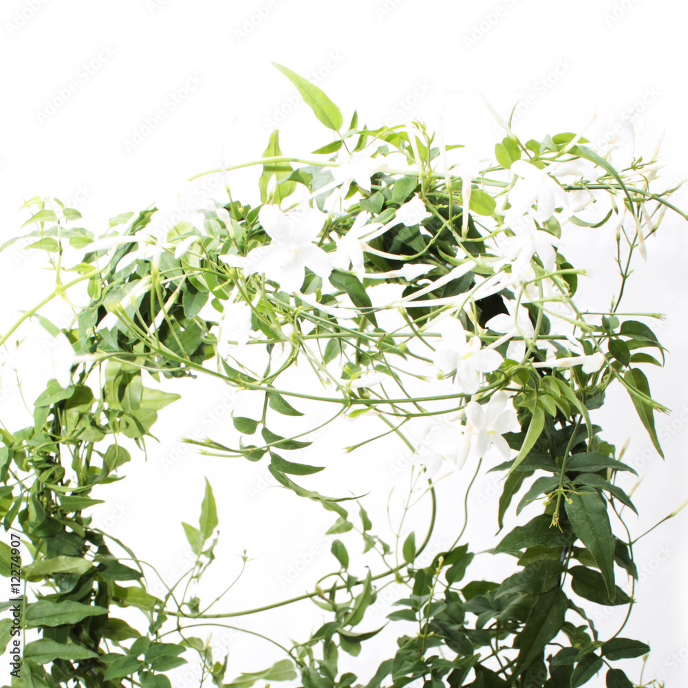 Obraz premium Jasmin Pflanze Blume