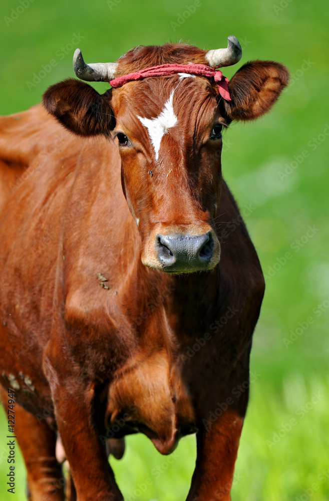 Cow