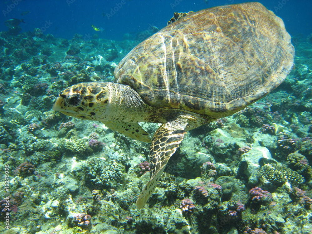 Caretta Caretta Caretta Caretta