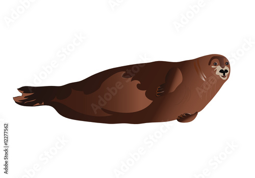 Foca vettoriale n. 2