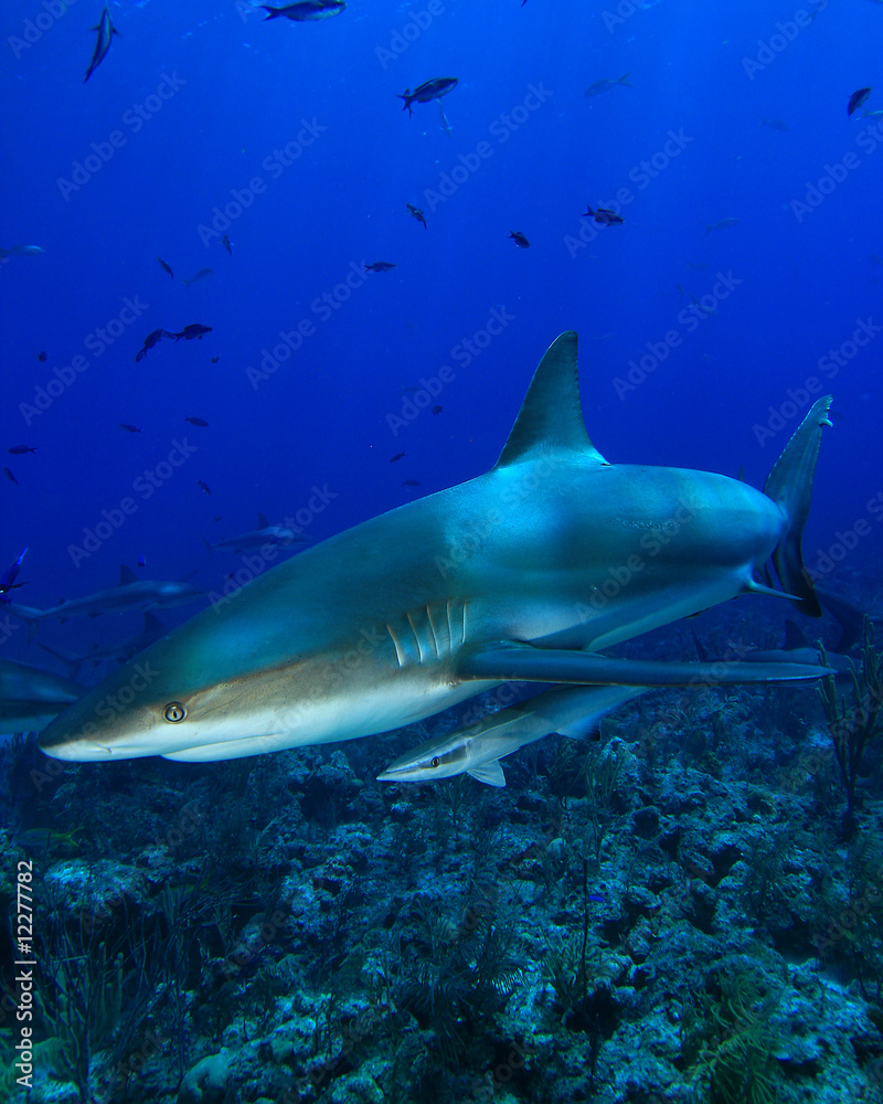Caribbean Reef Shark and Remora Caribbean Reef Shark and Remora