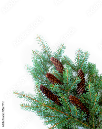 Pinecone and leaves