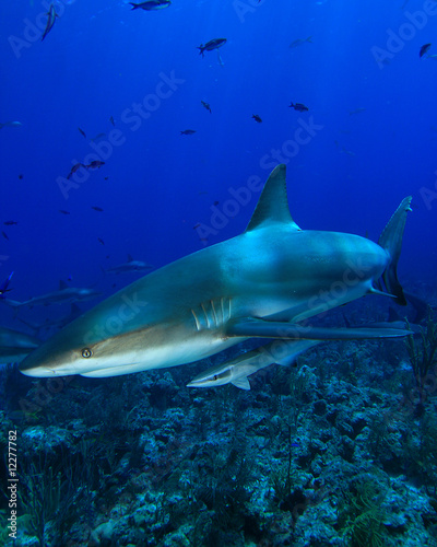 Caribbean Reef Shark and Remora #12277782