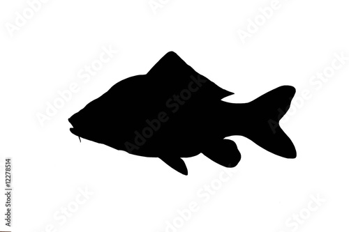 silhouette of carp fish isolate