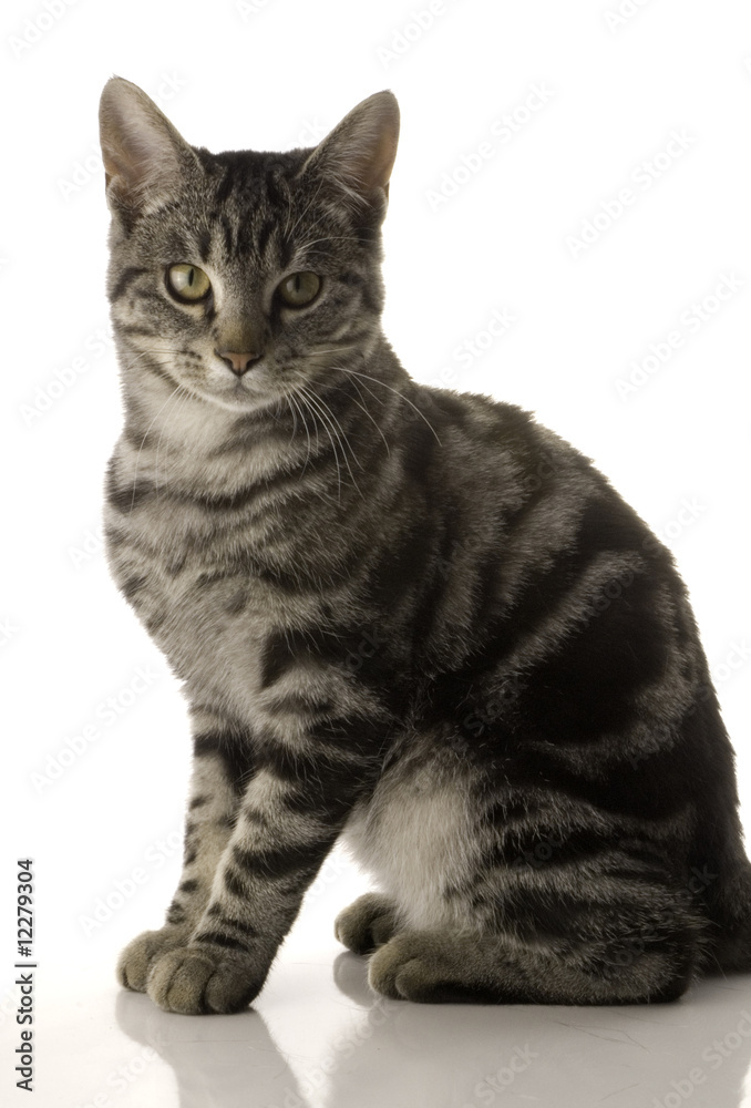 Fototapeta premium pet cat