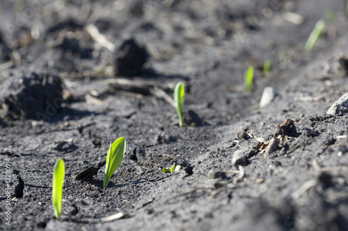 Wallpaper Mural Corn seedlings break through the soil Torontodigital.ca