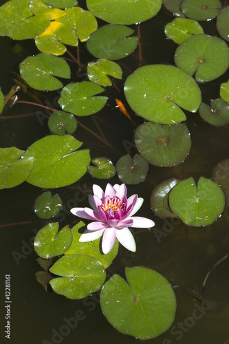 blooming water lilly