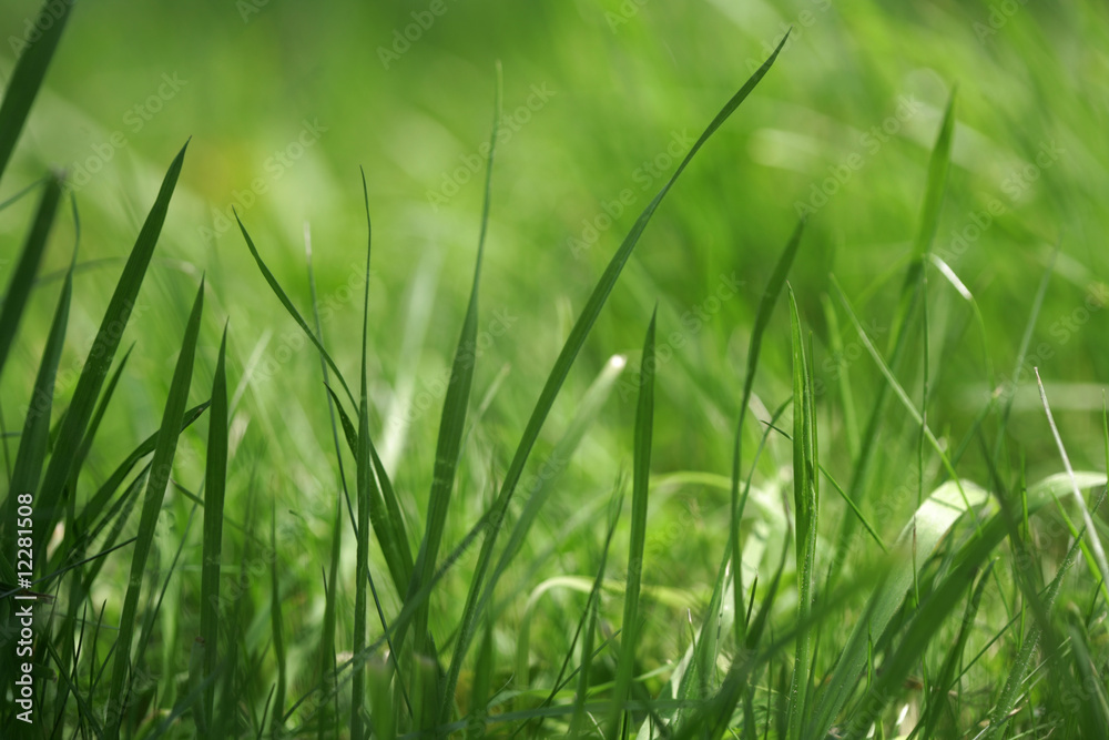 grass grass