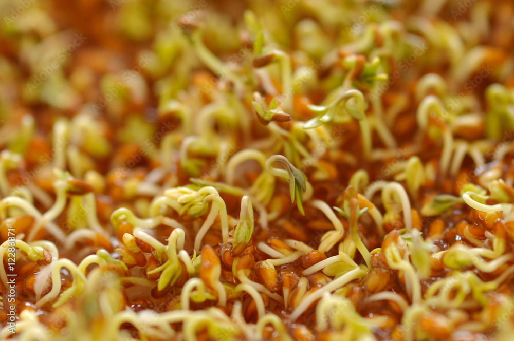 Cress seeds Cress seeds