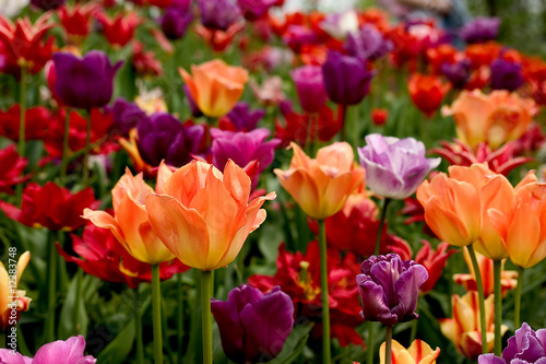 Tulips