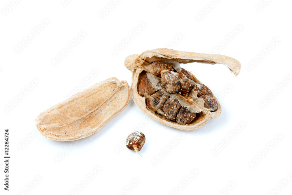 cardamom cardamom