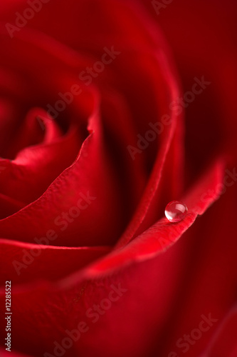 macro of red rose with water drop